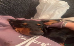 Miniature Dachshund dogs for sale: Black and Tan girl miniature dachshund  - Advert 6