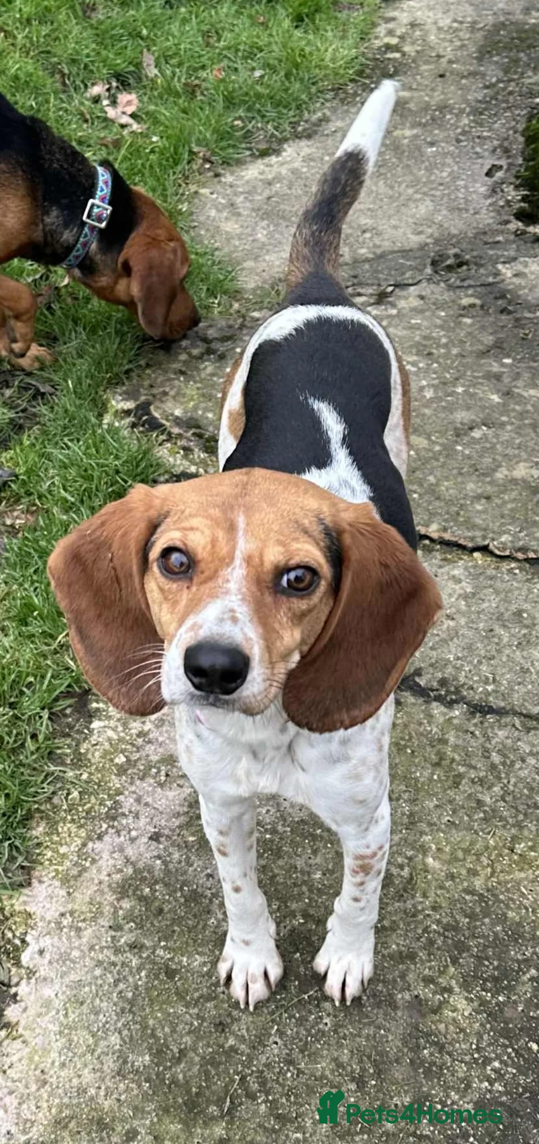 Mixed Breed dogs for adoption: Emily, with the softest ears - Advert 2