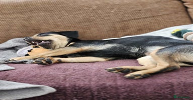 Mixed Breed dogs - Advert 12