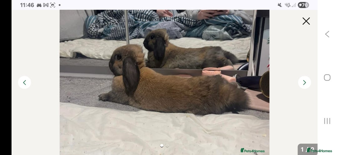 Dwarf Lop rabbits for sale: Indoor dwarf lop male rabbit and cage - Advert 2