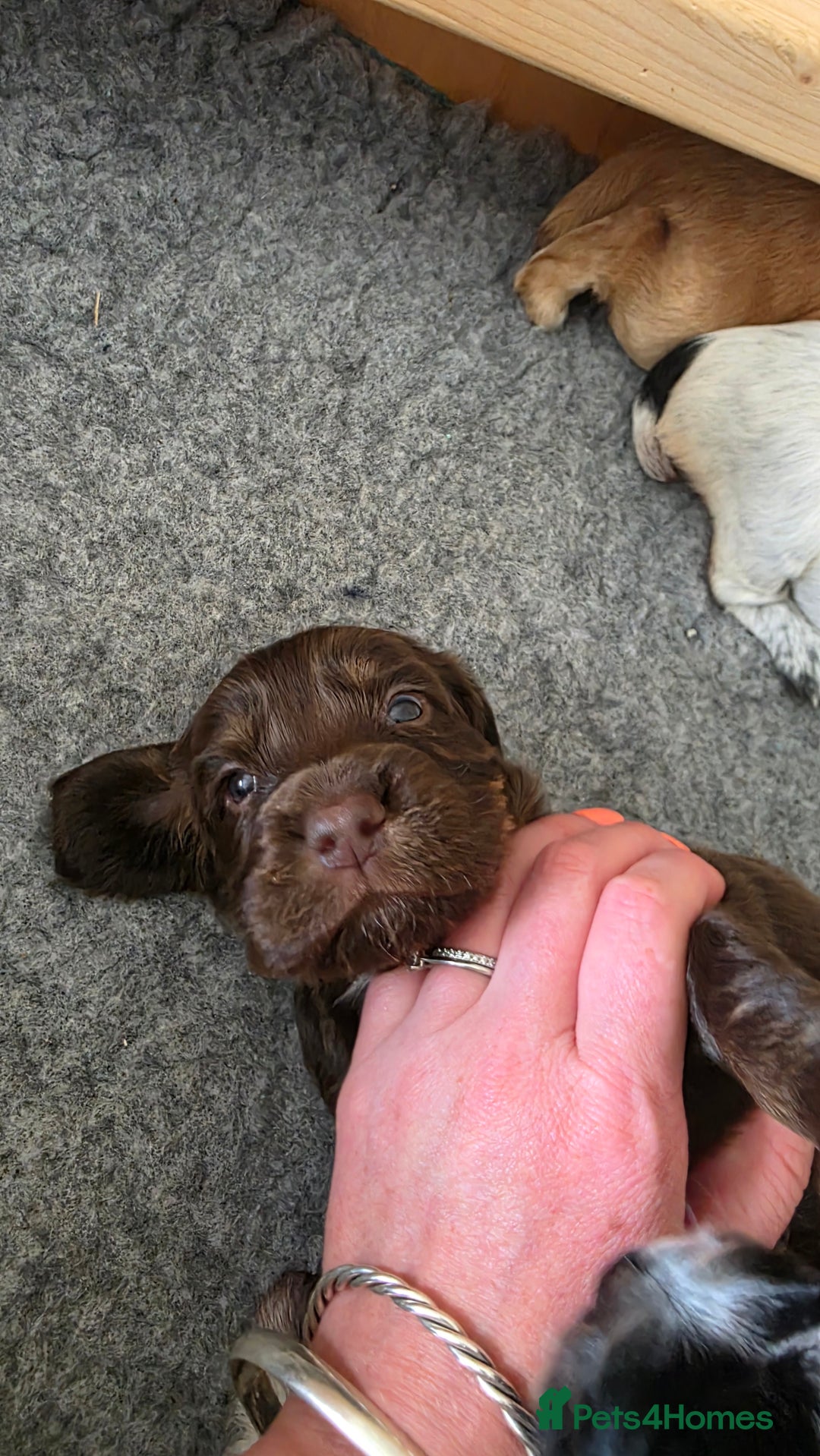 Cocker Spaniel dogs for sale: 🐾 Working Cocker Spaniel Puppies for Sale £800  - Image 11