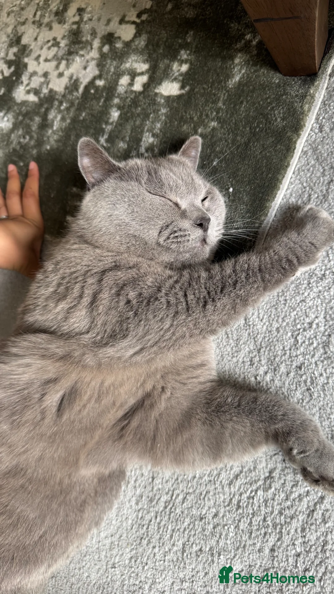 British Shorthair cats for sale: Beautiful adult british shorthair  - Advert 13