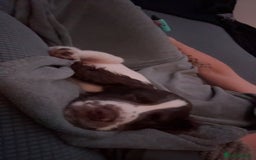 Sprocker dogs for sale: BENJI needs rehoming  - Image 9