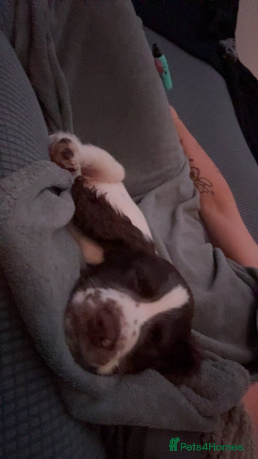 Sprocker dogs for sale: BENJI needs rehoming  - Image 9