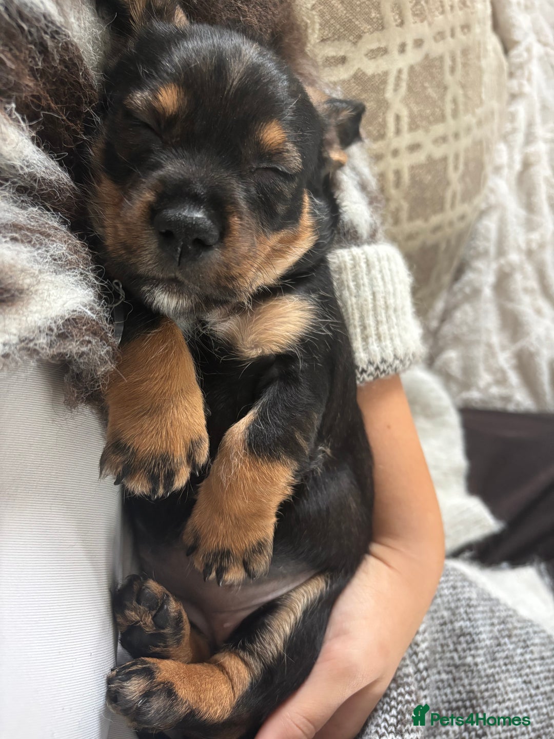 Dachshund dogs for sale: Tekel (wire haired dachshund) READY TO GO NOW - Advert 19