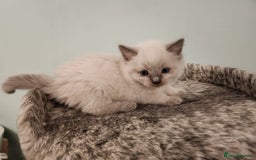 Ragdoll cats for sale: Litter of Five Gorgeous Ragdoll Kittens! - Image 1