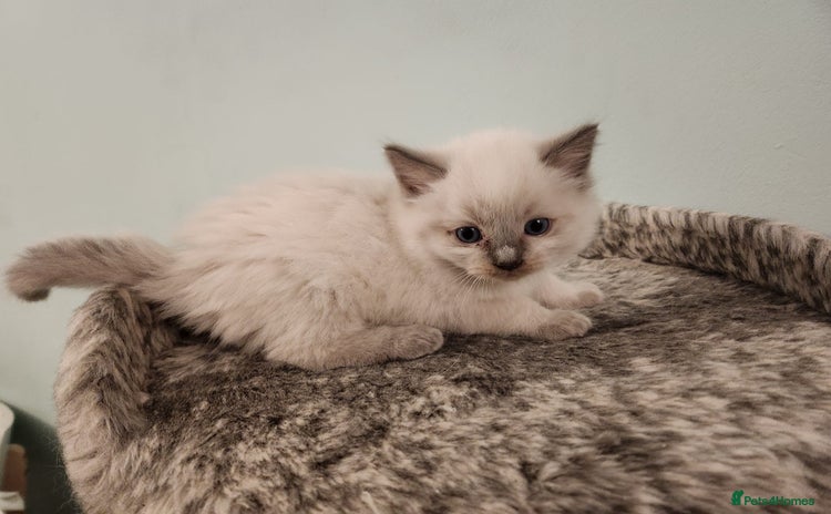 Ragdoll cats - Advert 4