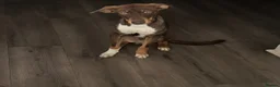 Mixed Breed dogs for sale: Mixed breed puppy  - Advert 2