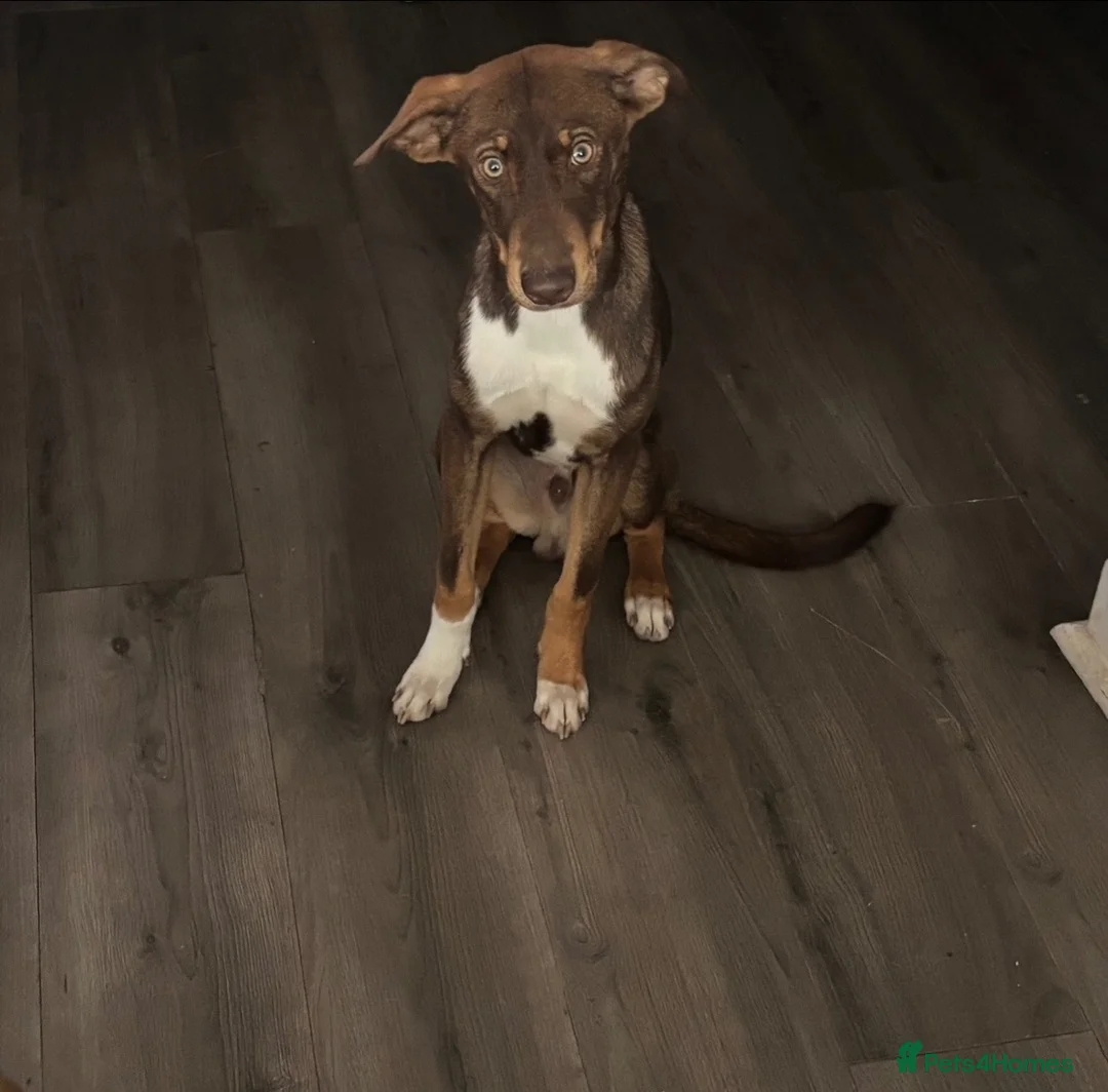 Mixed Breed dogs for sale: Mixed breed puppy  - Advert 2