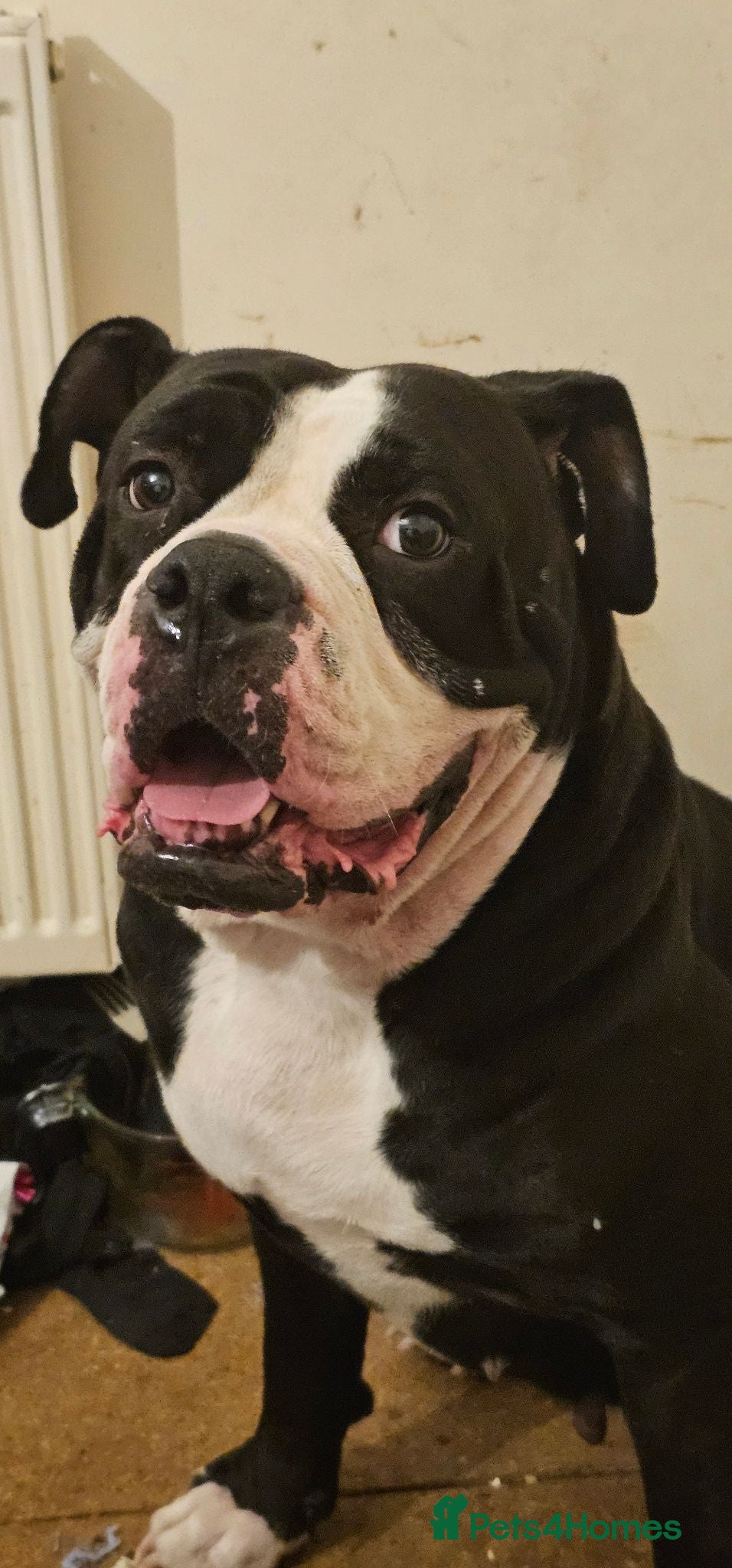 American Bulldog dogs Alphaba American Bulldog Bitch For Stud  - Advert 1