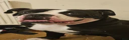 American Bulldog dogs for stud: Alphaba American Bulldog Bitch For Stud  in Denbigh - Advert 1