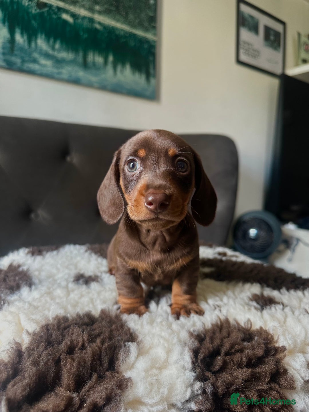 Miniature Dachshund dogs for sale: Short-haired Miniature Dachshunds  - Image 3
