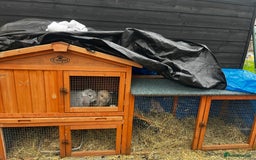 Mini Lop rabbits for sale: 2 gorgeous mini lop rabbits Thumper and Daisy - Image 3