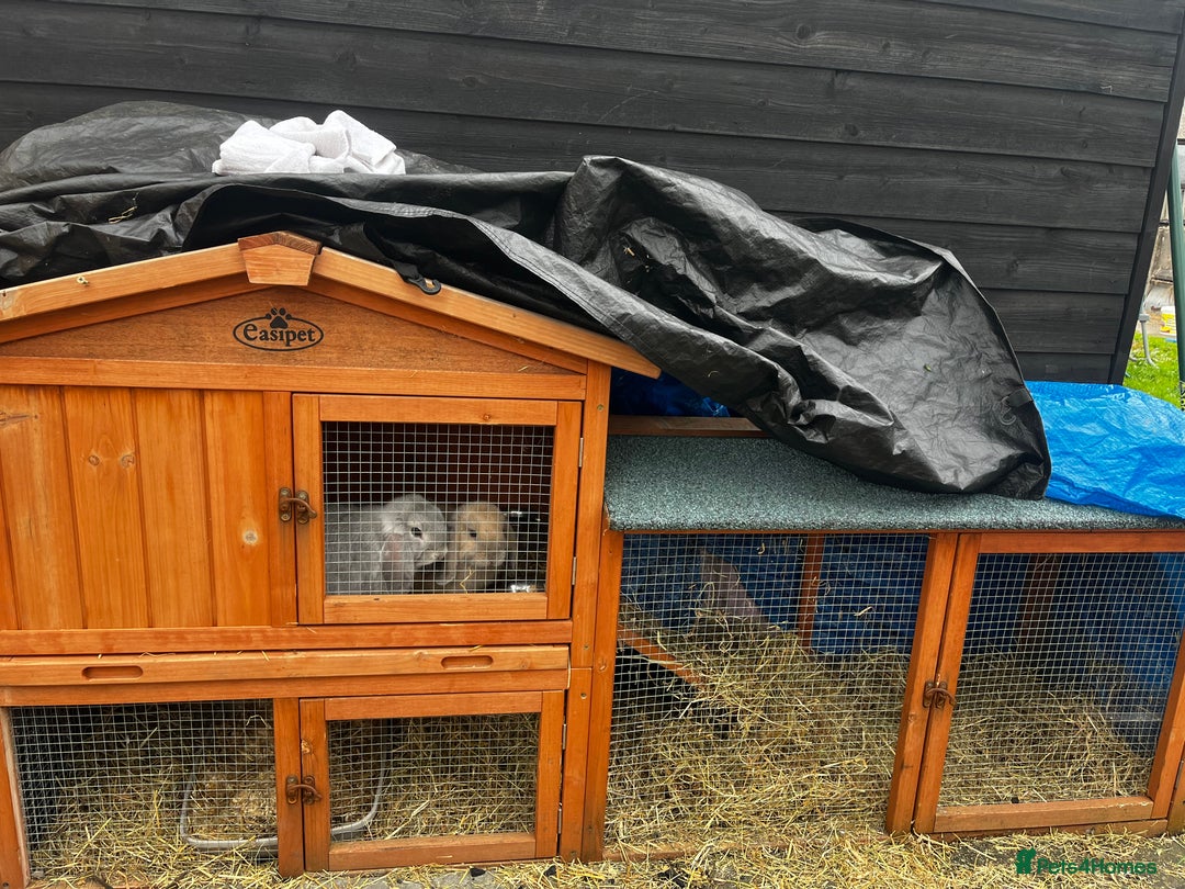 Mini Lop rabbits for sale: 2 gorgeous mini lop rabbits Thumper and Daisy - Image 3