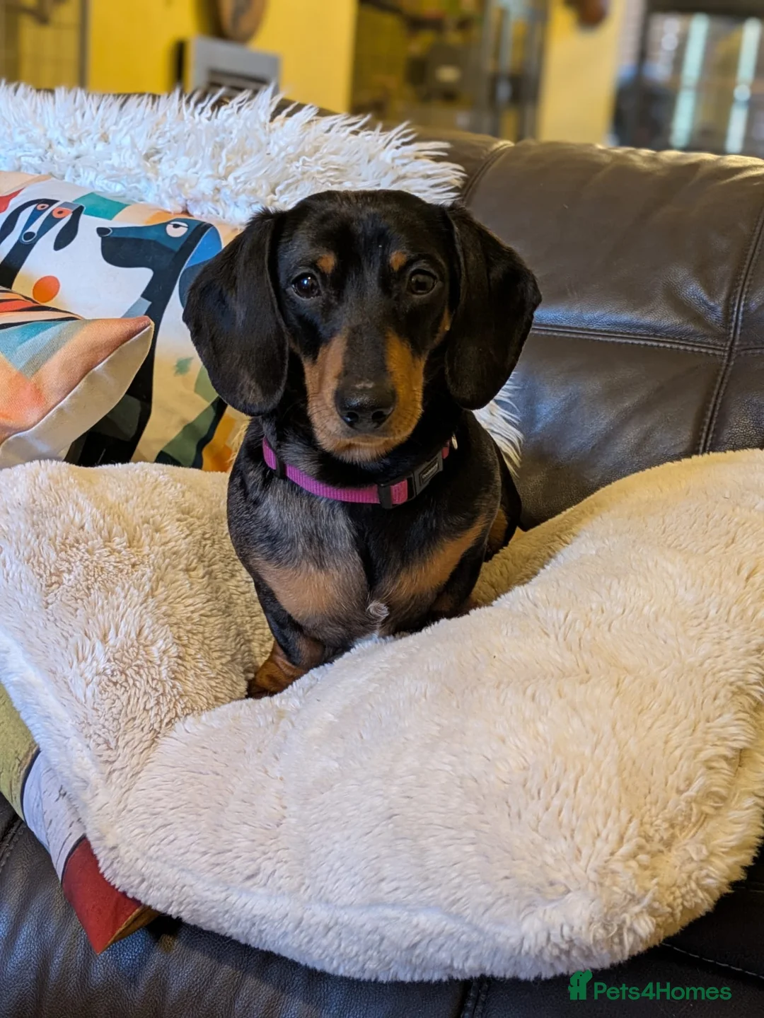 Miniature Dachshund dogs for sale: KC Reg Mini Dachshund Puppies –Loving Homes Only!  - Advert 1