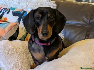 Miniature Dachshund dogs KC Reg Mini Dachshund Puppies –Loving Homes Only! - Advert 16