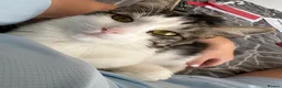 British Longhair cats for sale: Having to give my 2 year old cat away ☹️  - Advert 2