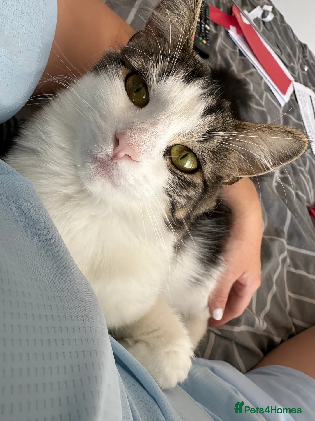 British Longhair cats for sale: Having to give my 2 year old cat away ☹️  - Advert 2