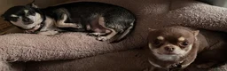 Chihuahua dogs for sale: 4 Chihuahua puppies for sale  - Advert 2