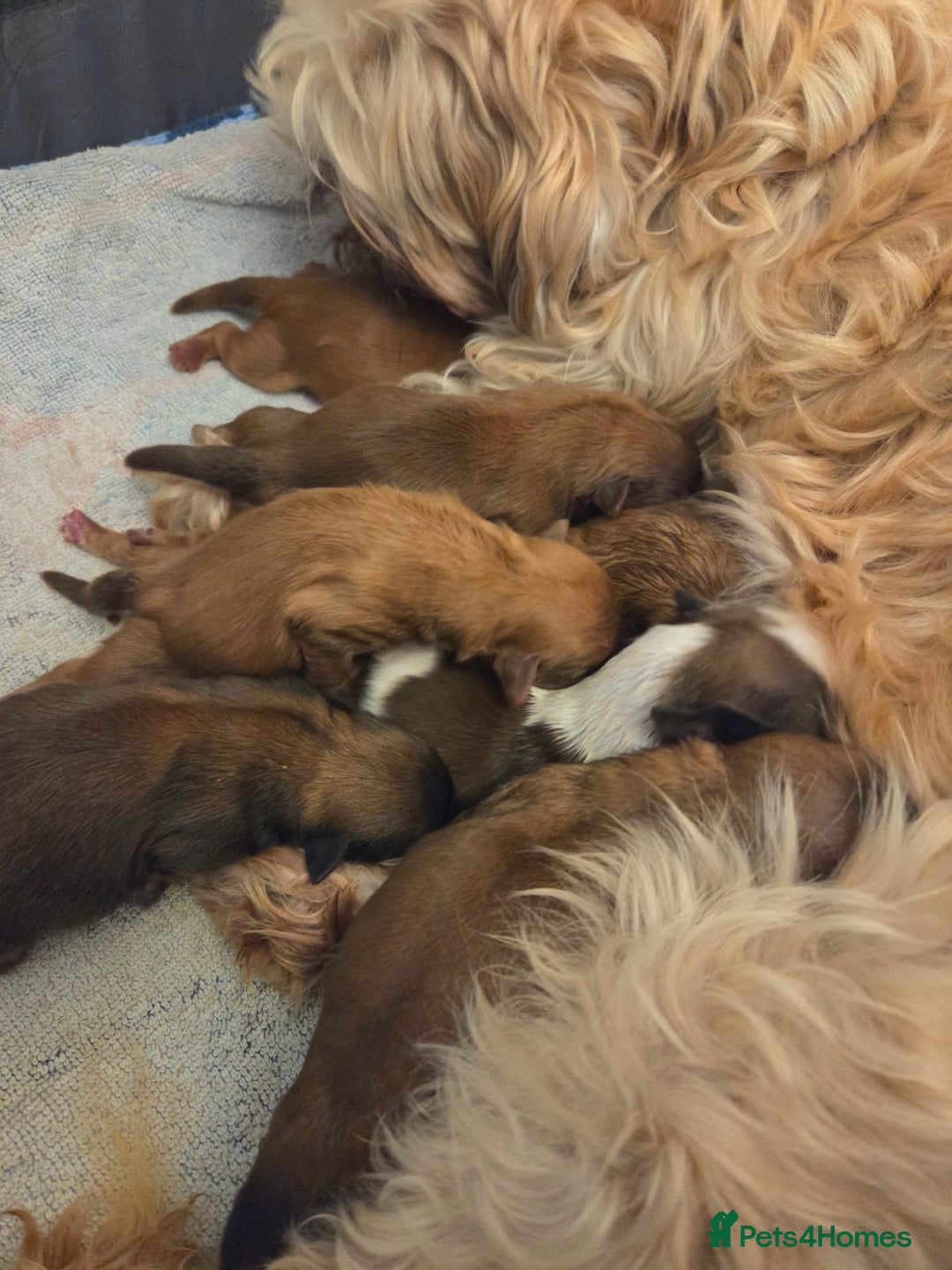 Shih Tzu dogs for sale: 5 beautiful Full Pedigree Shih Tzu Puppies - Image 8