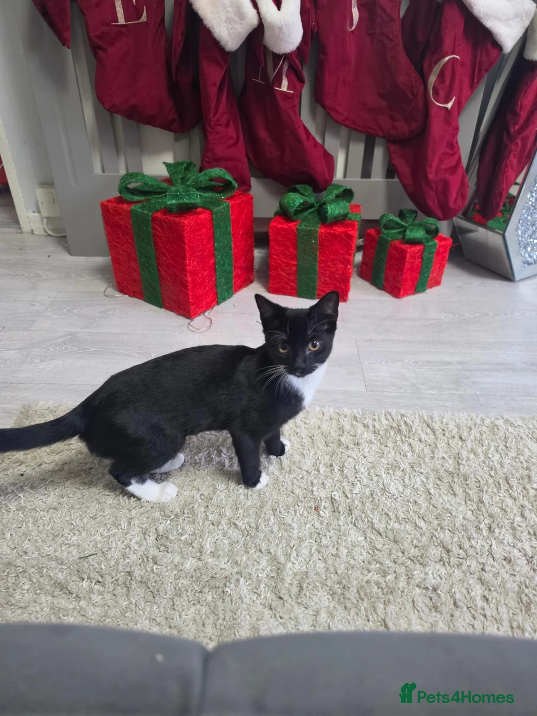 Mixed Breed cats for sale: 15 week old black and white female kitten in Dagenham - Advert 2