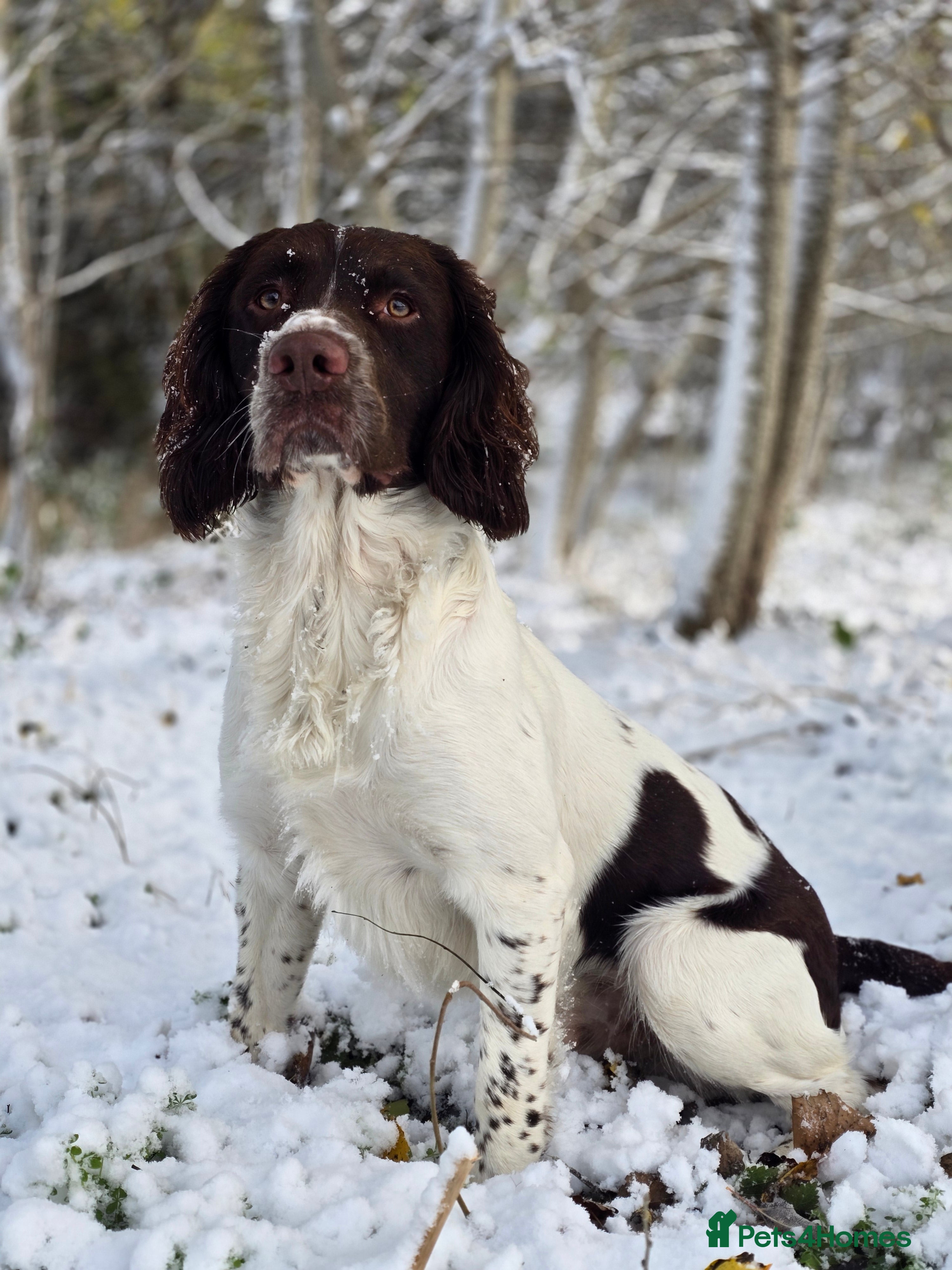 English Springer Spaniel dogs English Springer Spaniel at Stud  - Advert 12