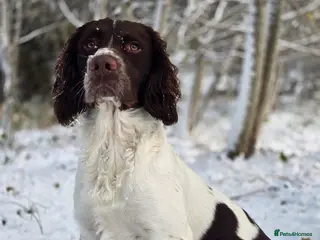 English Springer Spaniel dogs English Springer Spaniel at Stud..Proven. - Advert 1