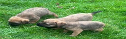 Border Terrier dogs for sale: Delightful Border Puppies - Advert 4