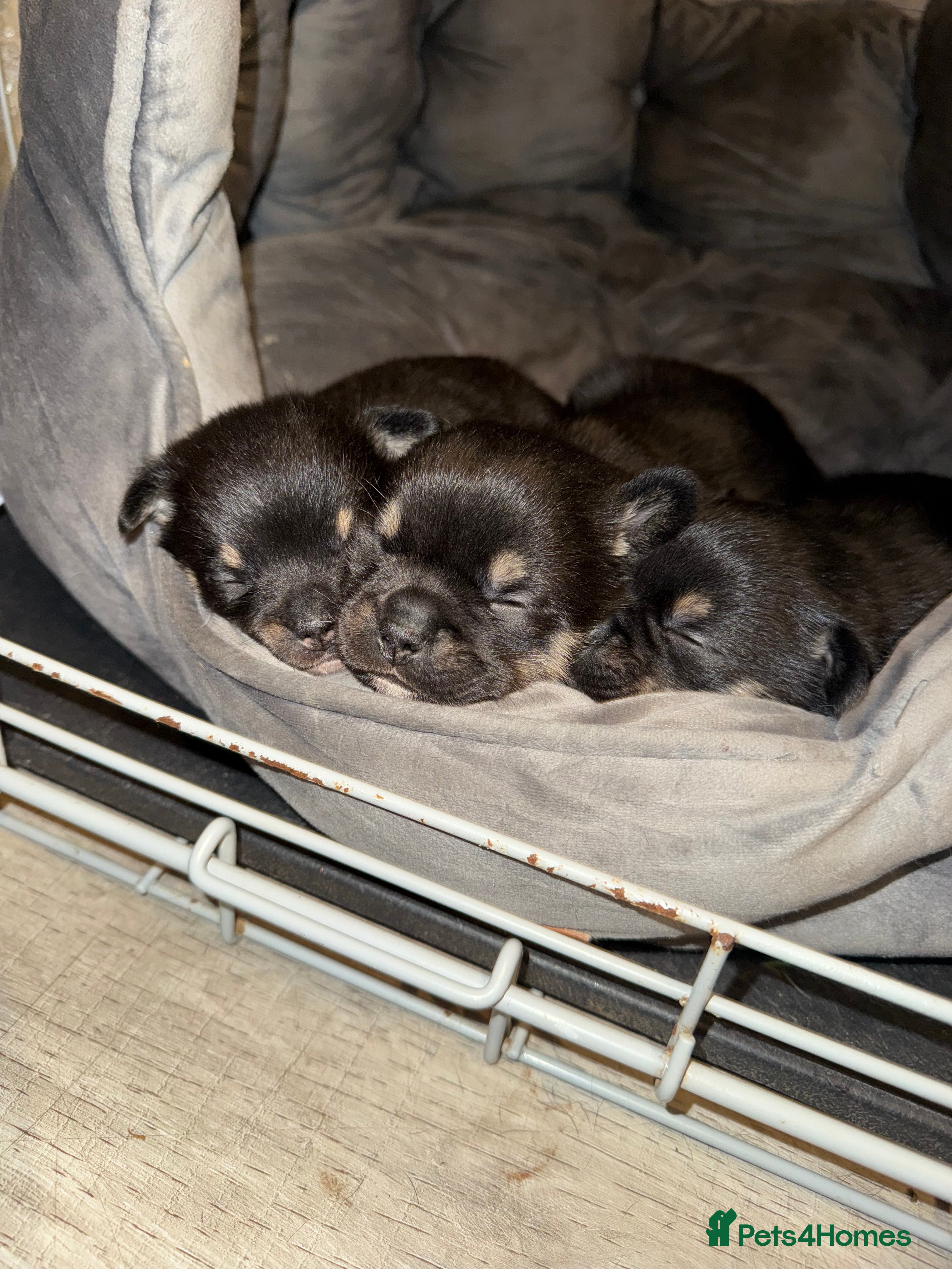 Mixed Breed dogs French Pom puppies  - Advert 6