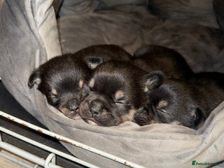 Mixed Breed dogs French Pom puppies - Advert 1