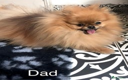 Pomeranian dogs for sale: Stunning 🧸 Teddy 🏆 Champion Line Boy - Image 10