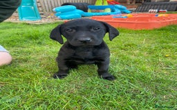 Labrador Retriever dogs for sale: 3 black labrador puppies  - Image 9