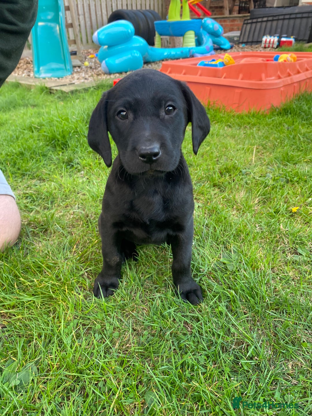 Labrador Retriever dogs for sale: 3 black labrador puppies  - Image 9