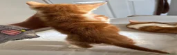 Mixed Breed cats for sale: 3 cute kittens, 2 months old, seeking loving homes - Advert 4