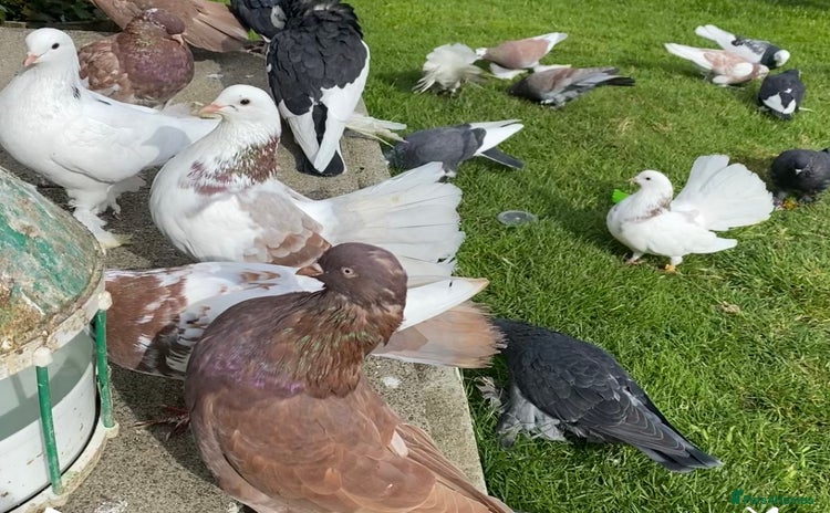 Pigeons birds - Advert 1