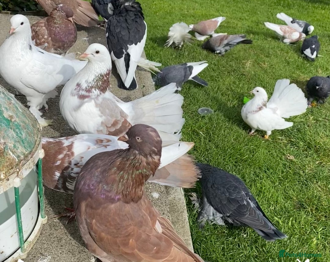 Pigeons birds for sale: Tumbler pidgeons  - Image 1