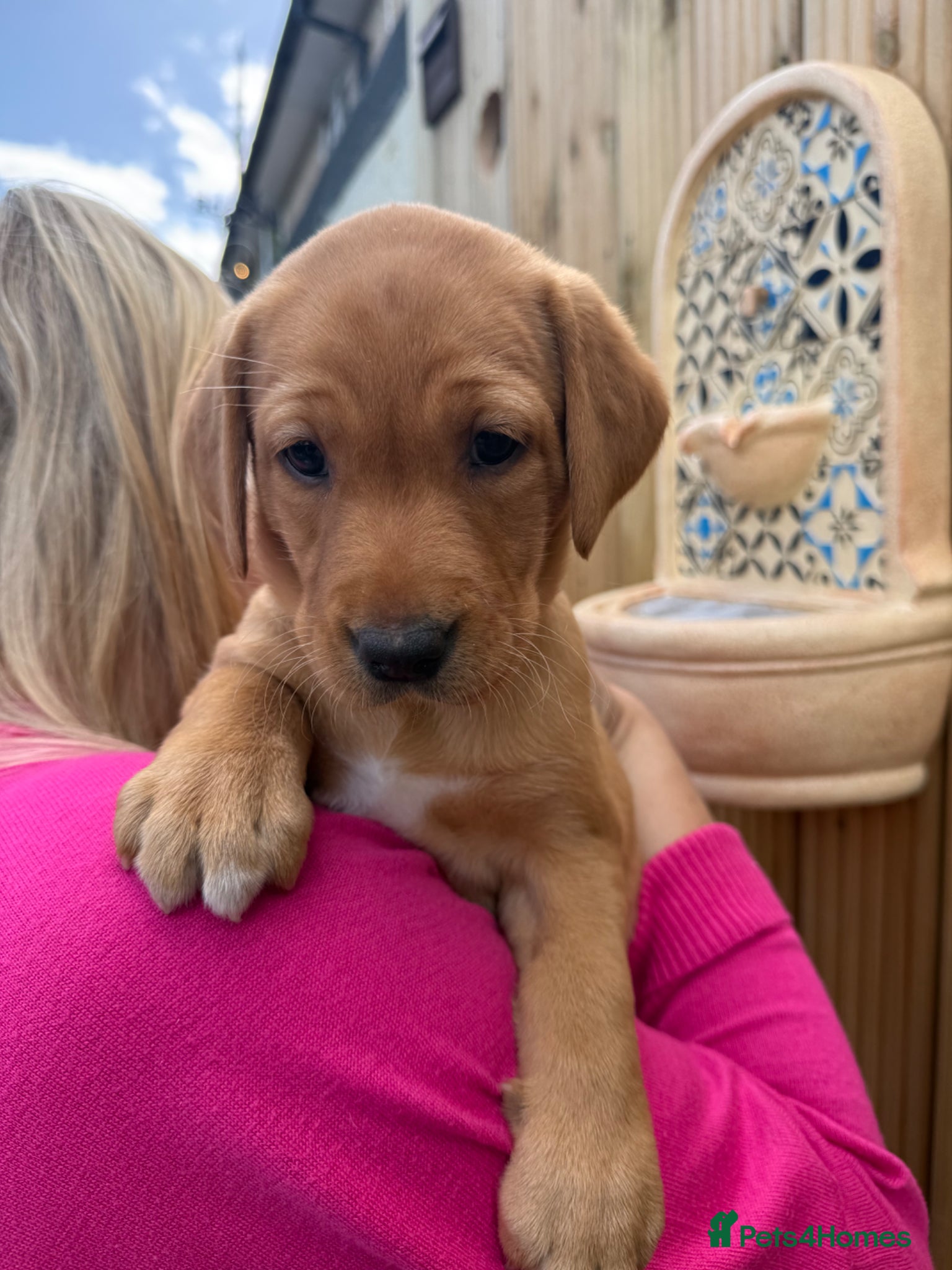 Labrador Retriever dogs Stunning Labrador Retriever Puppies  - Advert 2