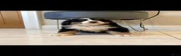 Bernese Mountain Dog dogs for sale: Kc reg bernese mountain pup's  - Advert 5