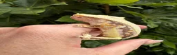 Gecko reptiles for sale: Lily white crested geckos - Advert 14