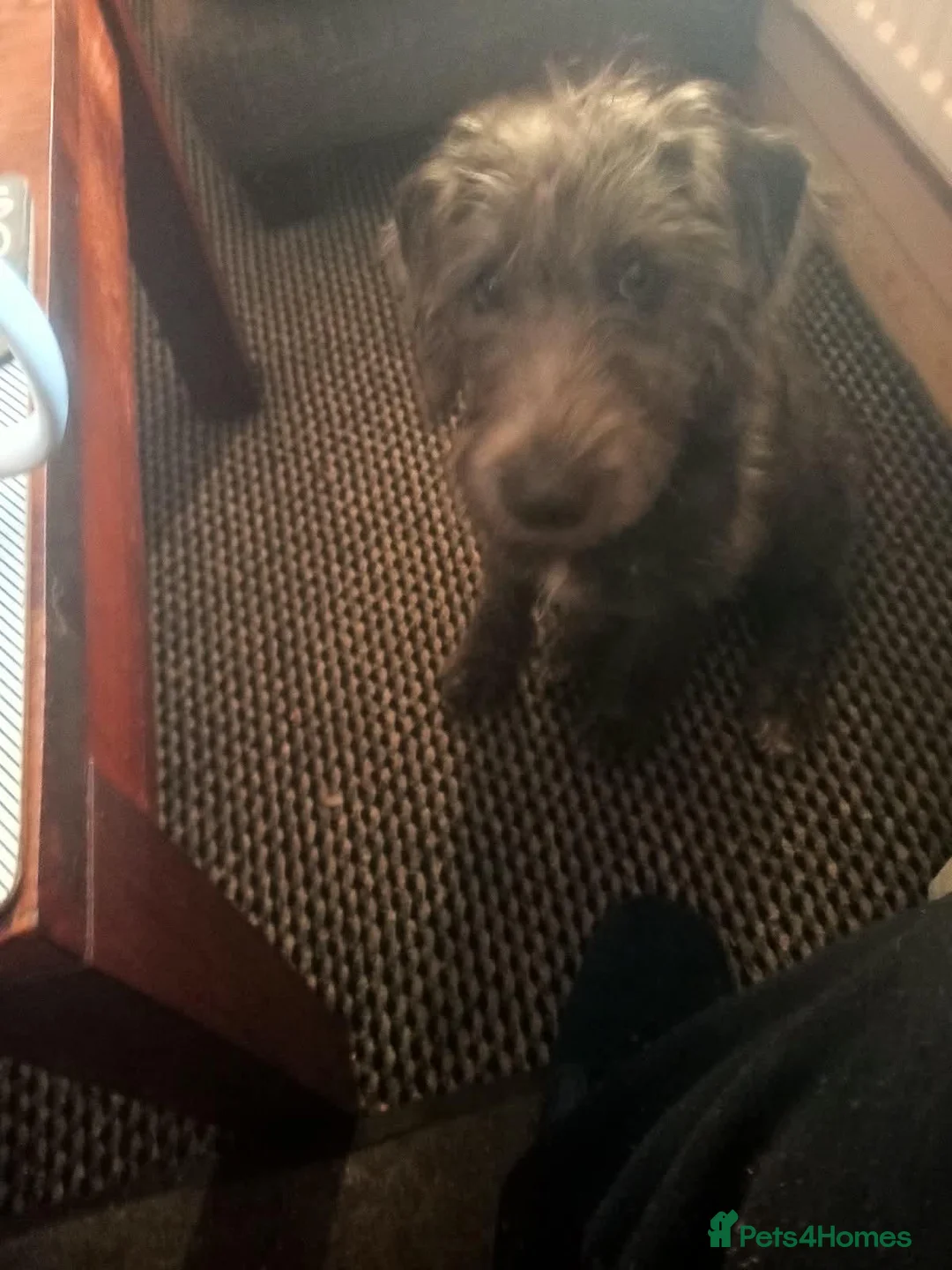 Mixed Breed dogs for sale: Bedlington cross whippet in Alfreton - Advert 2
