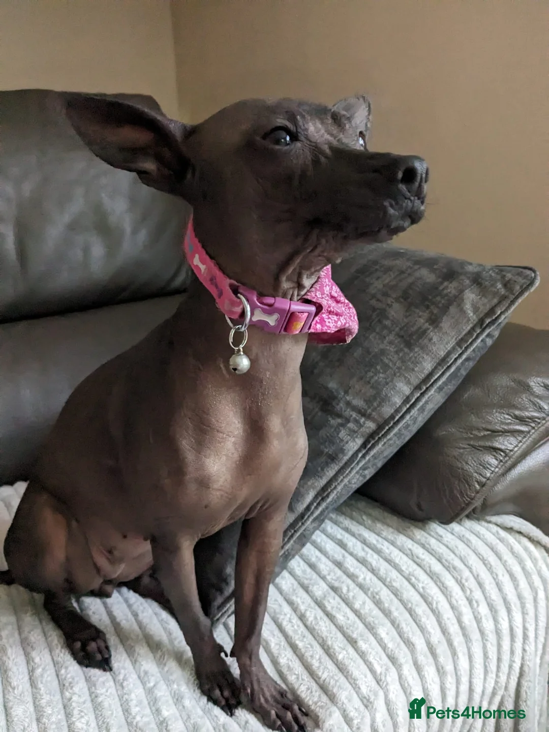 Mexican Hairless dogs for sale: Mini mexican coated/hairless xoloitzcuintli - Advert 1