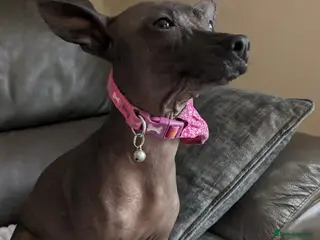 Mexican Hairless dogs Mini mexican coated/hairless xoloitzcuintli - Advert 1