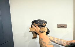 Rottweiler dogs for sale: 🐾 STUNNING ROTTWEILER PUPPIES FOR SALE! 🐾 - Image 8