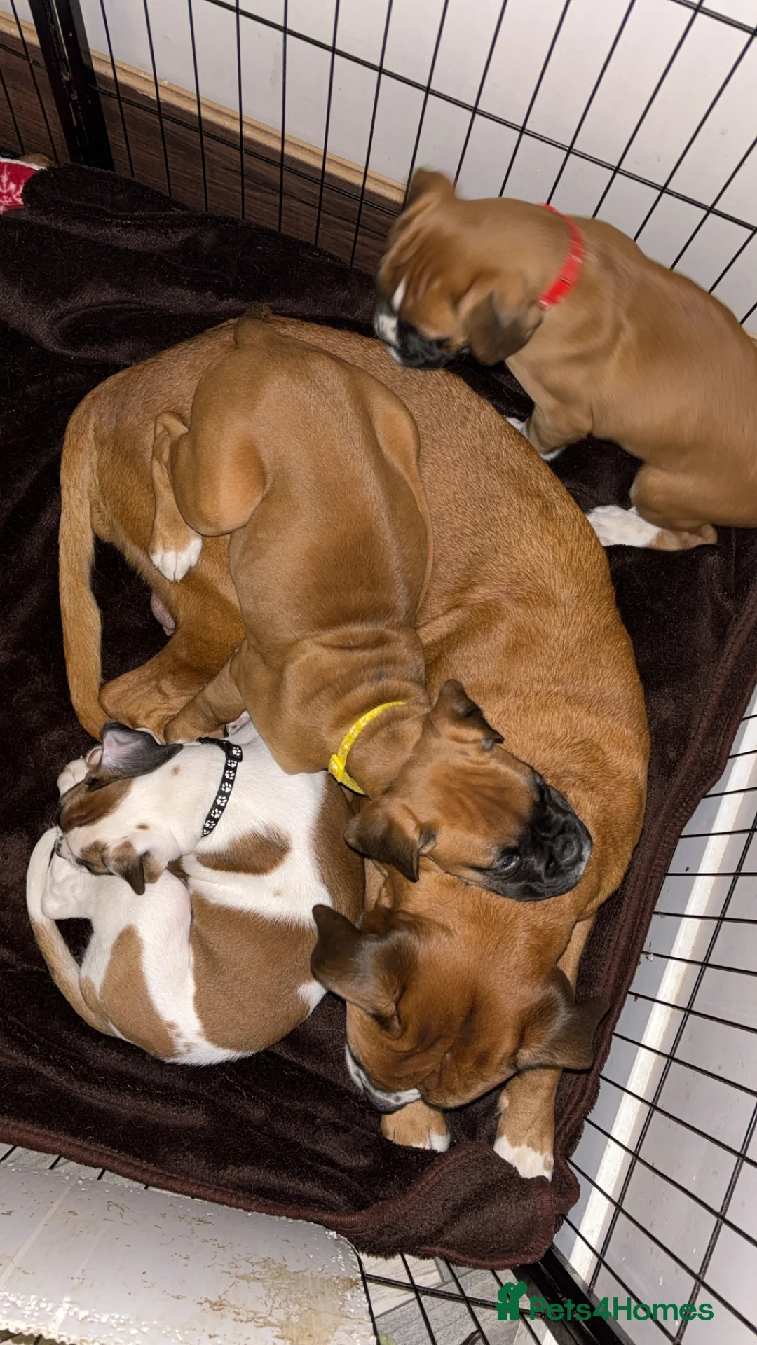 Boxer dogs for sale: Reduced champion bloodline-11 weeks old 🐾  - Advert 2