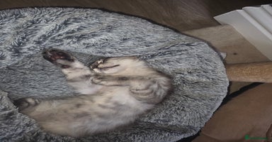 Maine Coon cats - Advert 15