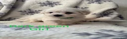 Maltese dogs for sale: Maltese puppies - Advert 18
