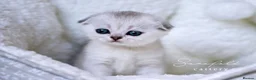 Scottish Fold cats for sale: Scottish Fold Healthy & Socialised - Advert 2