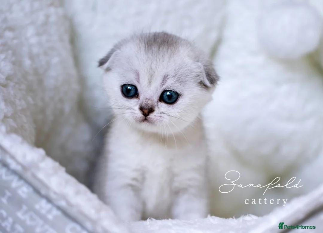 Scottish Fold cats for sale: Scottish Fold Healthy & Socialised - Advert 2