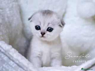Scottish Fold cats Scottish Fold Healthy & Socialised - Advert 15