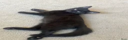 Mixed Breed cats for sale: Black femaleKitten left  - Advert 2